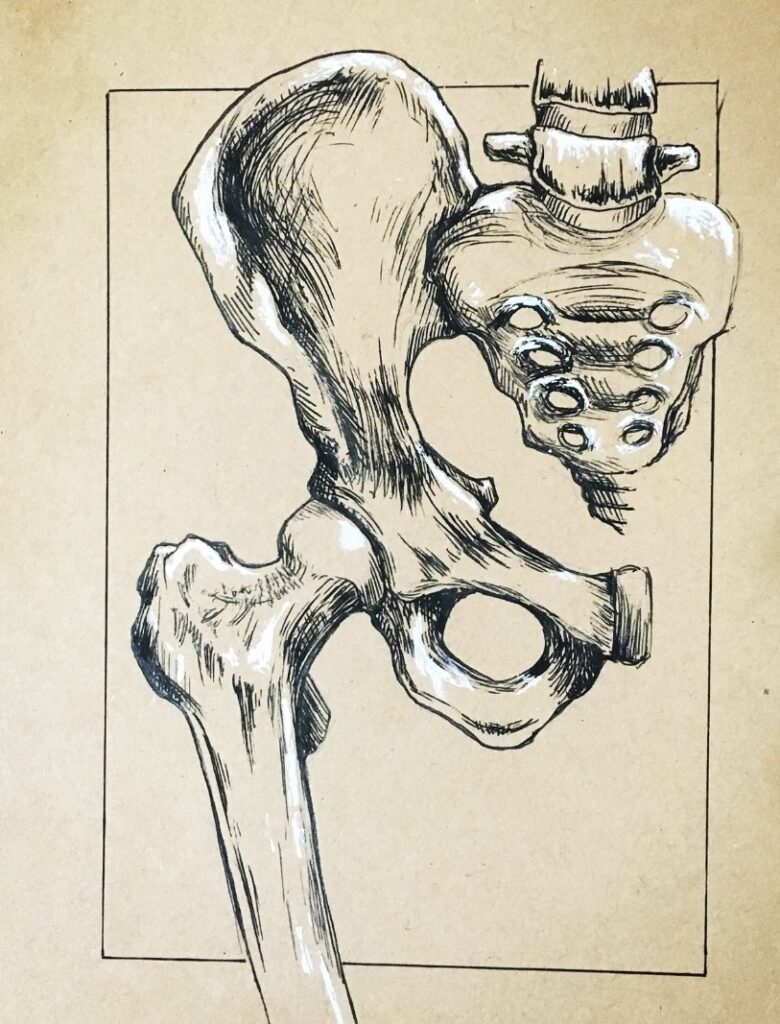 The seat bones of the rider