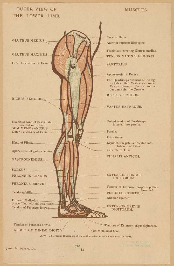 Lower limb muscles