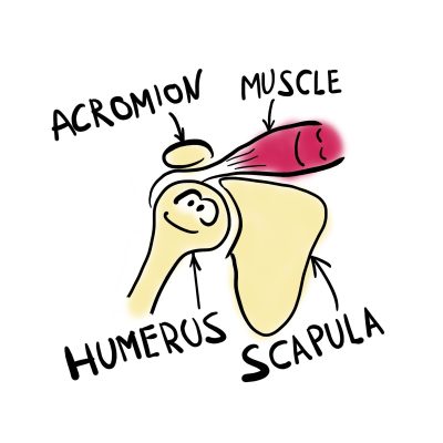 The rotator cuff by Emily Catford